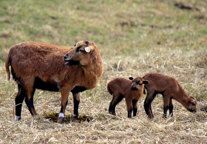 reizende Zwillinge auf der Weide...