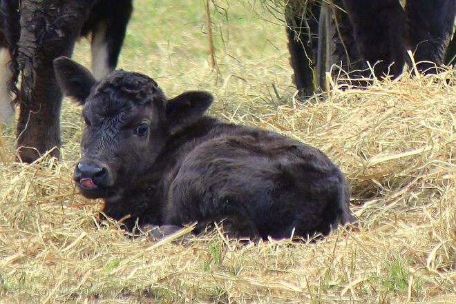 Babyalarm bei den Kühen....