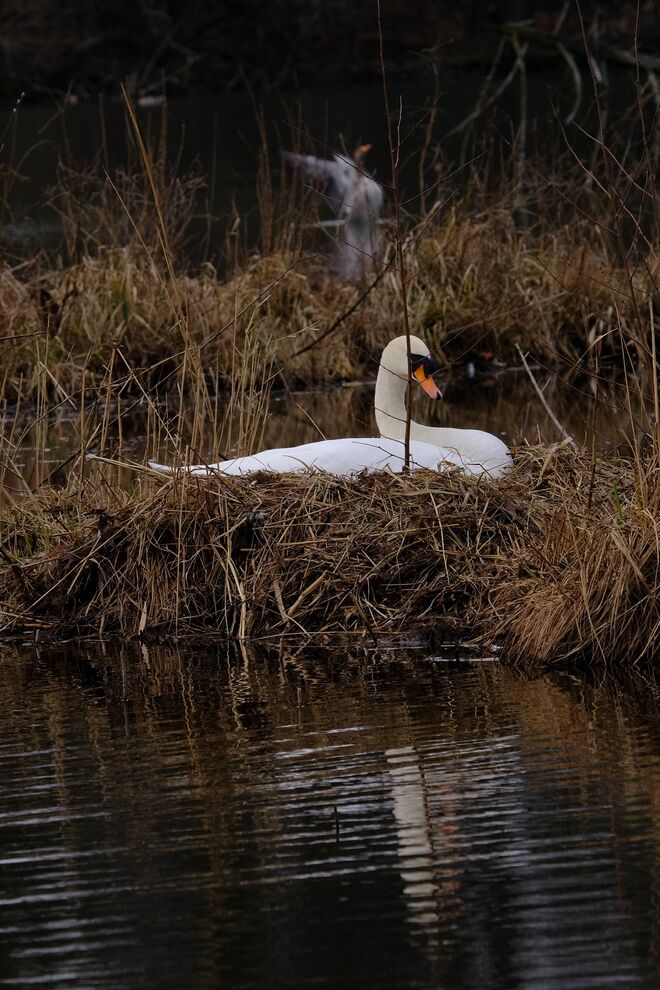 Beginnt die Brutzeit?