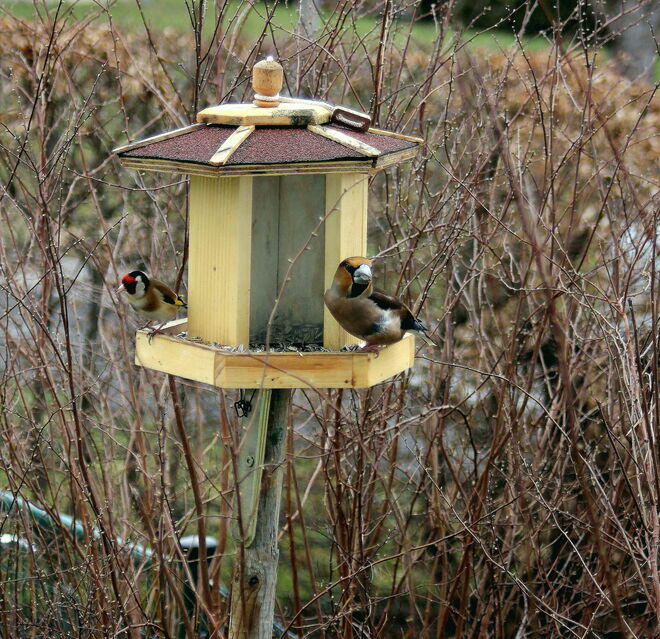 Frühling - wo bleibst du?