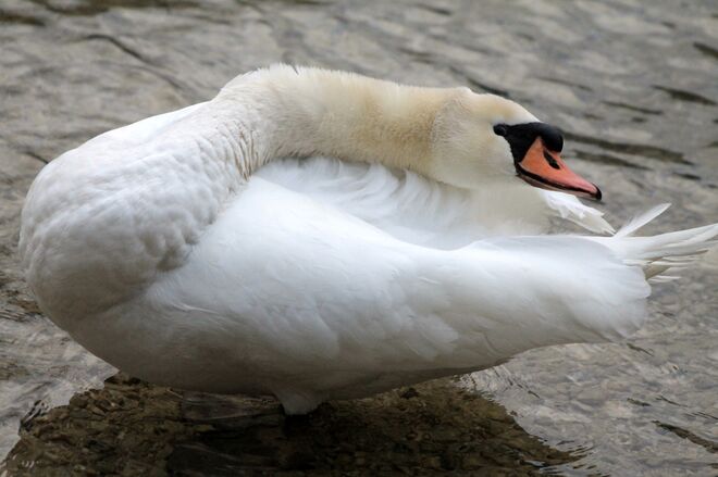 Verrenkungskünstler