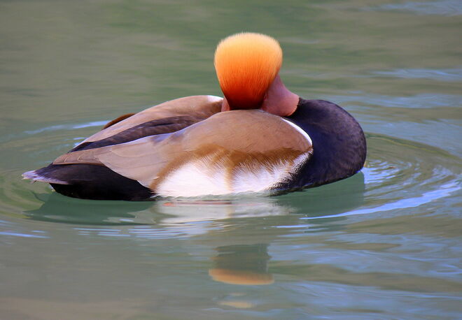 sein schönstes Frühlingskleid...