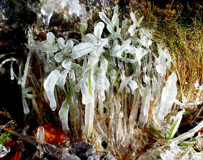 Gräserverwandlung zu Eisblumenstrauß