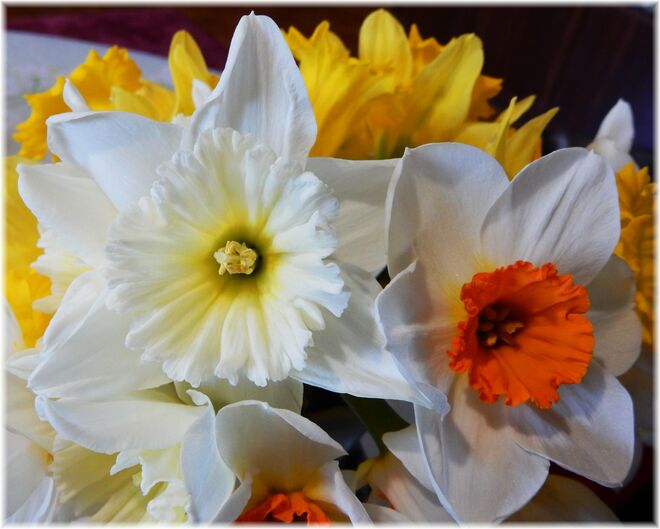 Gruß für euch von meine Narzissen