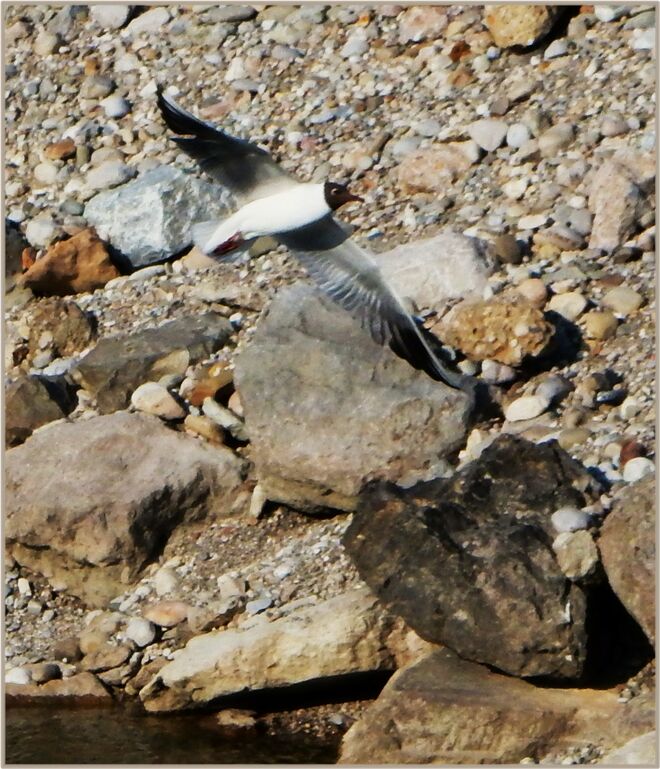 Kunst an der Salzach