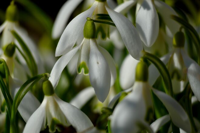 Schneeglöckchen