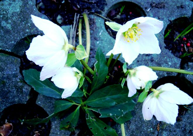 Die ersten Schneerosen in der Stadt