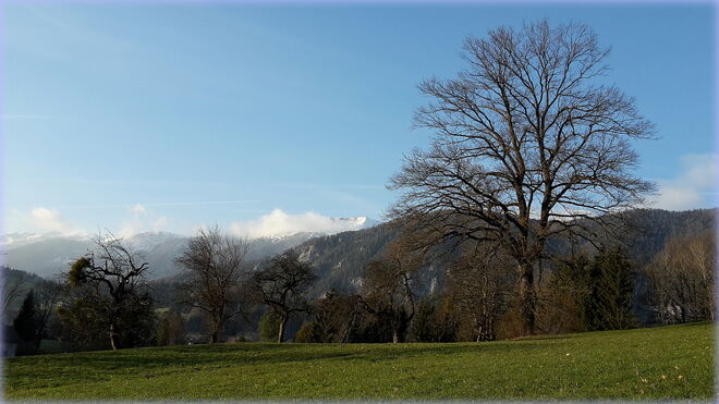Alte Obstbäume und Berge mit Sahnehäubchen