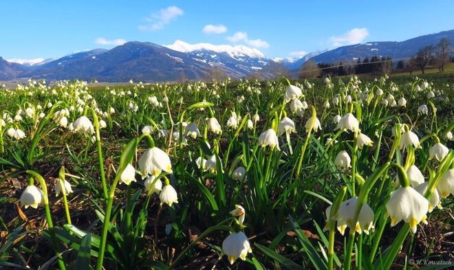 Frühlingsblumenwiese