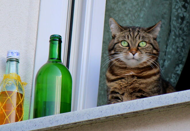 ich  glaub ich hab einen Kater :-)