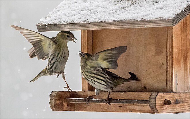 der Kampf im Schneetreiben