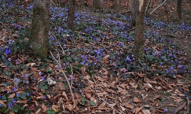 Im Leberblümchenwald