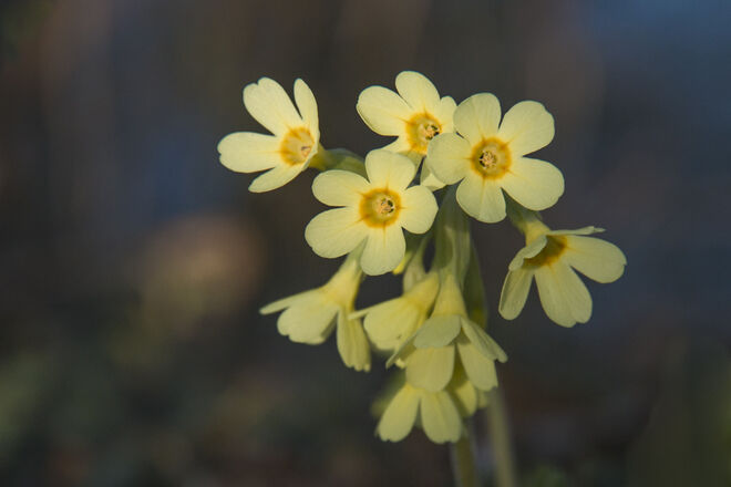 Gestern in der Abendsonne