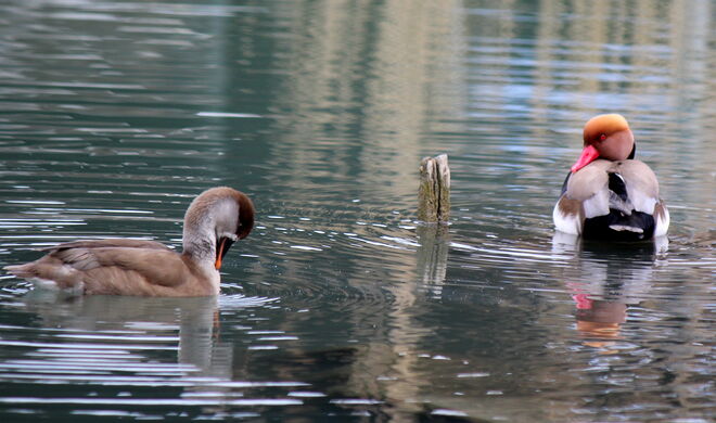 da haben sich zwei gefunden....