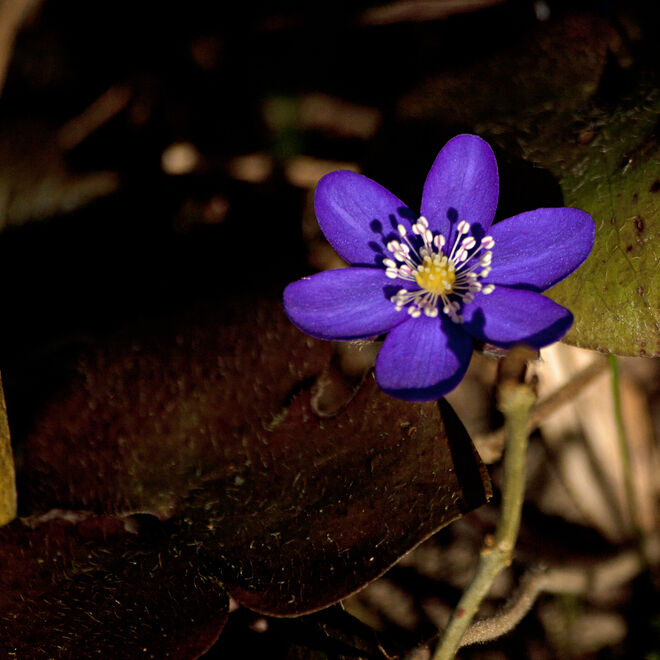 Leberblümchen im gestrigen Sonnenschein