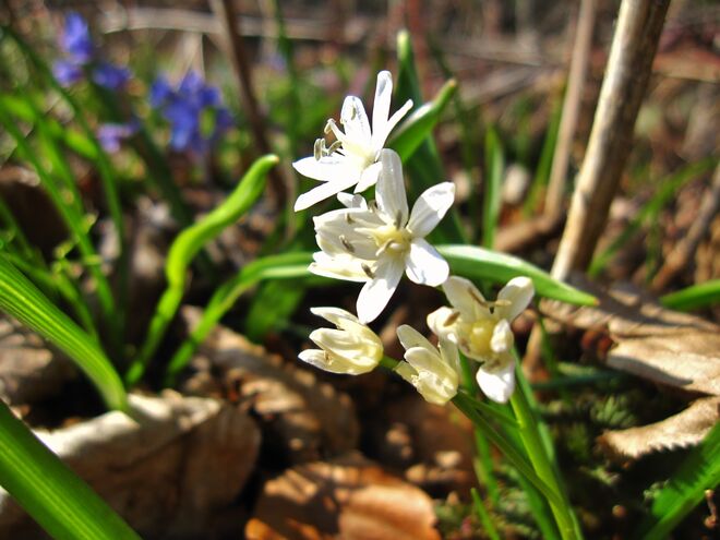 Himmelsternchen in Weiß