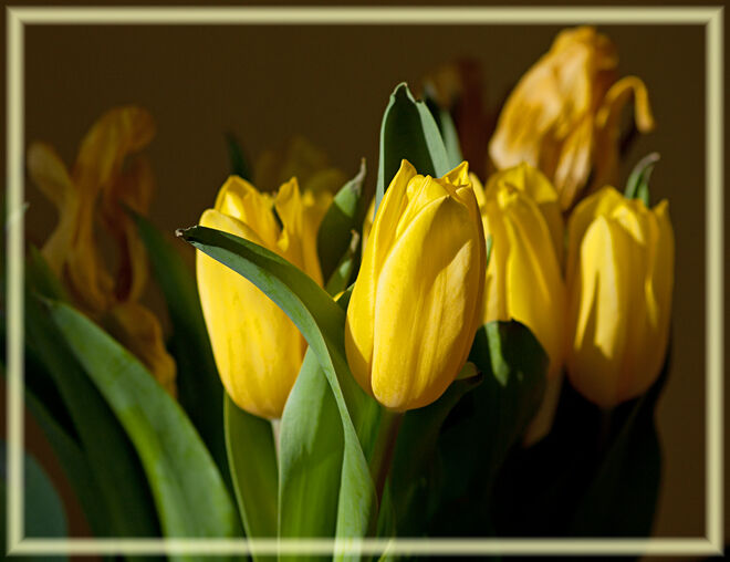 Wenn's draussen schneit und herinnen die Tulpen blüh'n...
