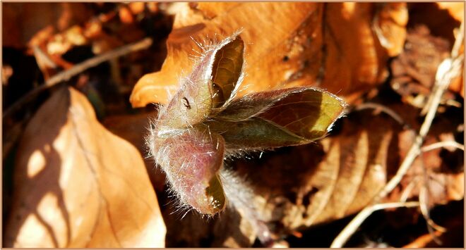 Kräftiges Lebenszeichen