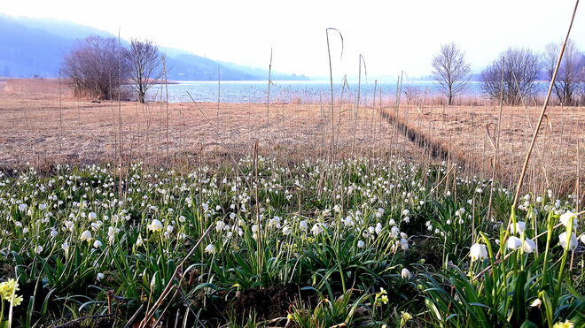Frühlingsknotenblumen am Irrsee