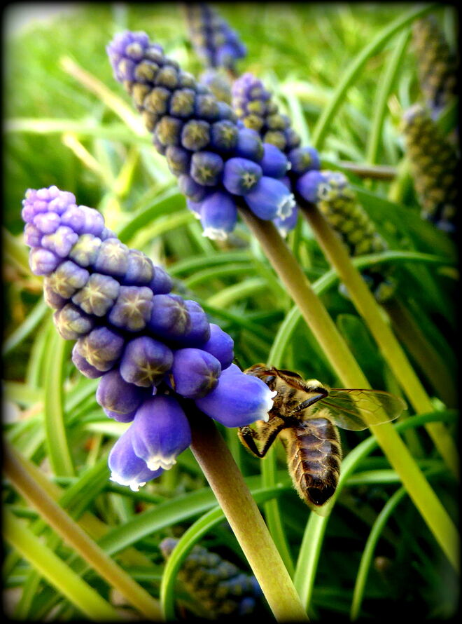 Besuch auf der Traubenhyazinthe