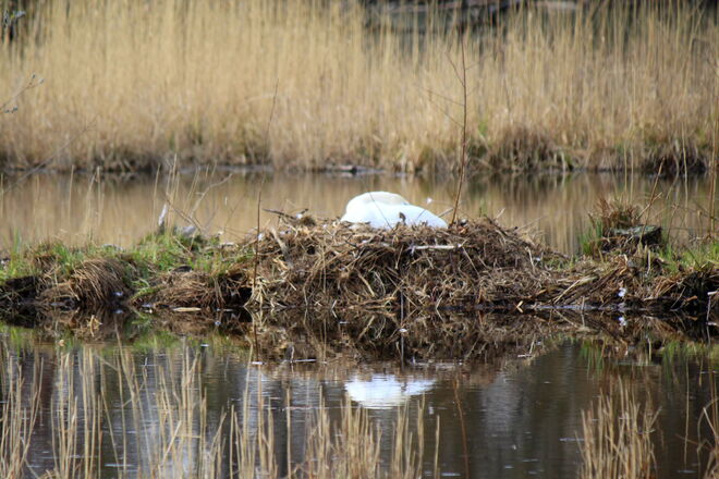 Nachwuchs wird erwartet...