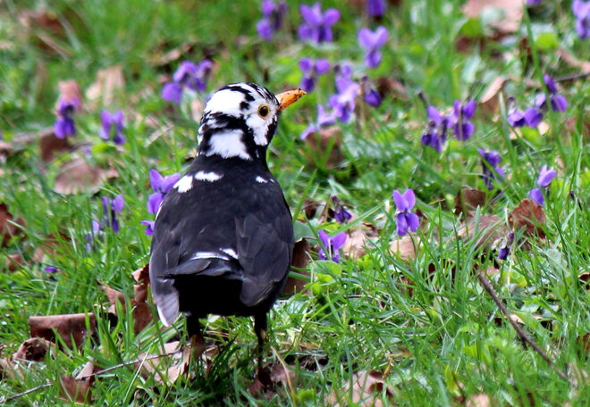 in der Veilchen- Wiese...