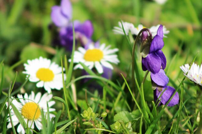 ein Ausschnitt aus der Blumenwiese