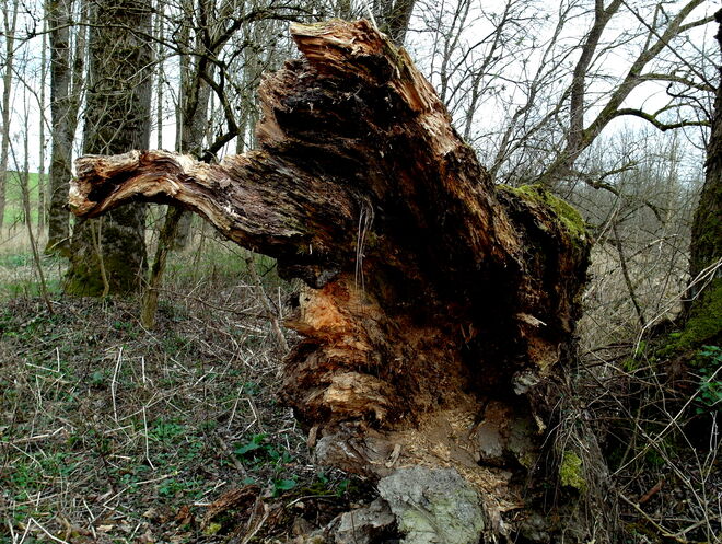 Zerfall eines Baumes