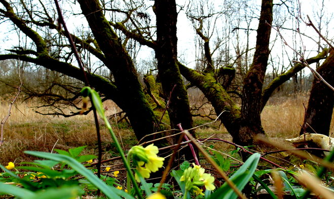 "Schönheit von Naturbelassenheit"