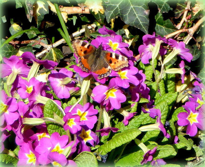 der  kleine Fuchs ist schon unterwegs