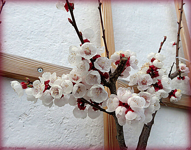 Schlossmauer im Frühlingskleid