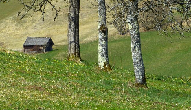 Auf den Feldern wird's grün