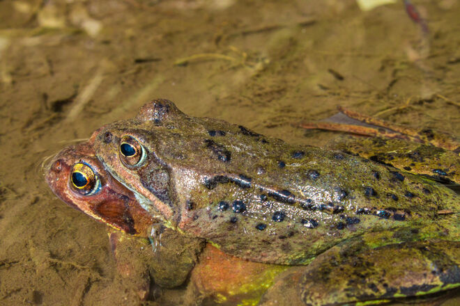 "Nie, schaust du mir in die Augen!"
