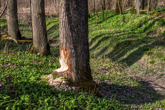 "B" wie Biber und Bärlauch