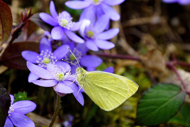 Leberblümchen mit Zitronenfalter