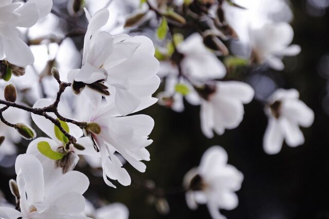 ...die Magnolien blühen!