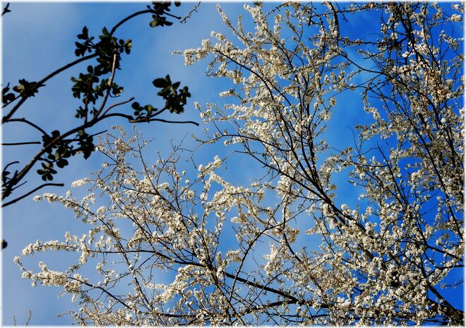 Frühling in schönster Pracht