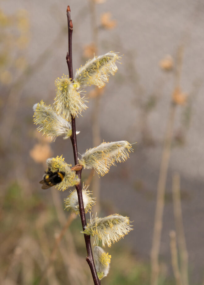 Besuch der dicken Berta