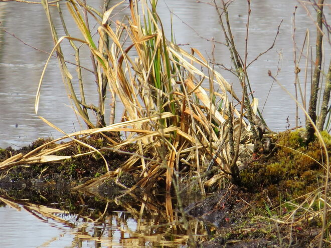 Schwer zu entdecken?