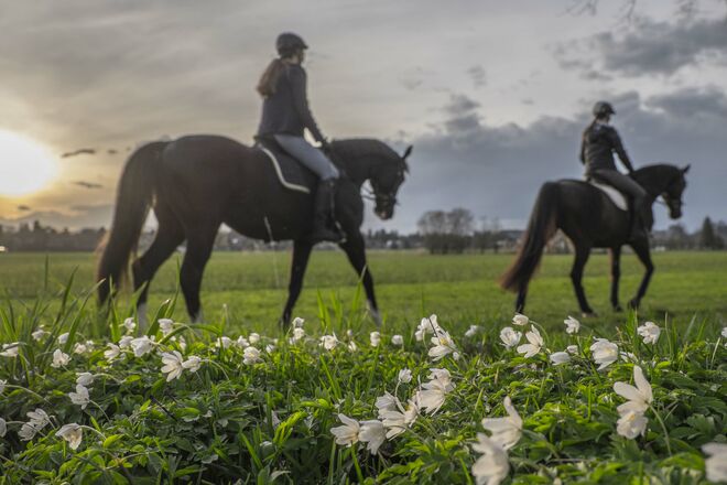 Auf Blüten fokussiert