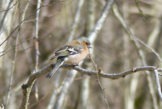 Den Frühling genießend