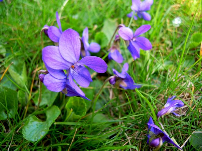 Ein Veilchen auf der Wiese stand ...