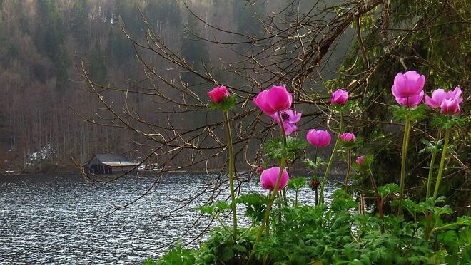 Blumige Farbtupfer am Seeufer