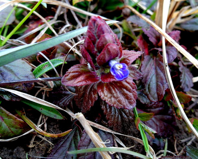 Kräftige Farbe in der Wiese