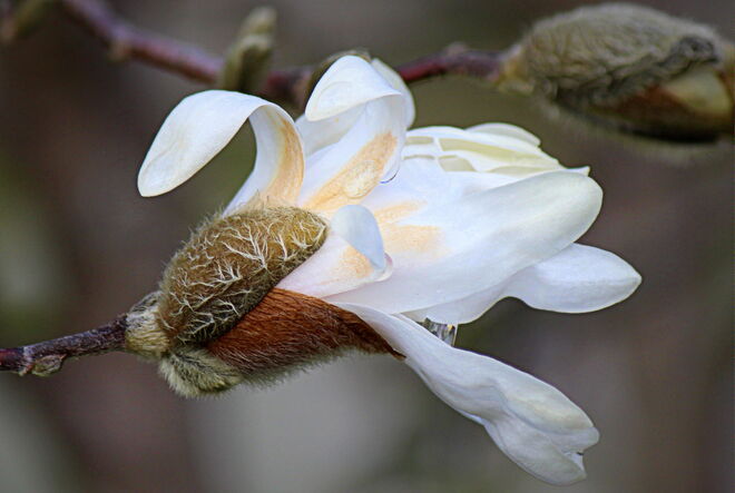 Frühling in der Stadt...