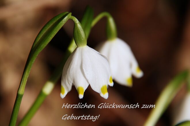 Lambert zum 90. Geburtstag