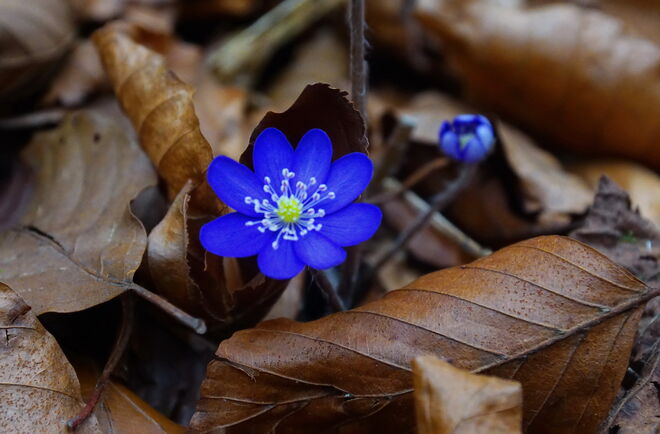 Farbtupfer zwischen braunen Blättern