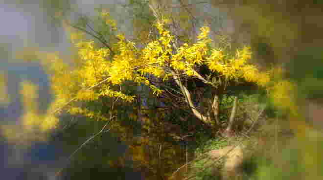 "FORSYTHIENBOGEN"