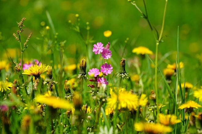 Blick in die üppig blühende Blumenwiese