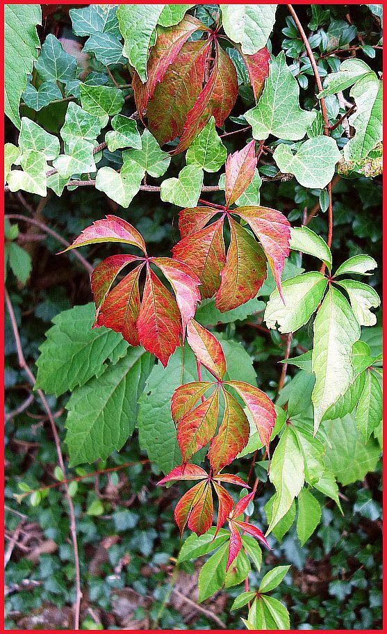 Nächtlich rann das erste Rot über die Blätter 